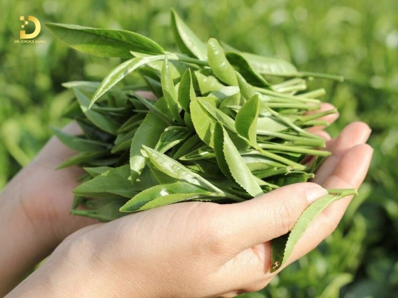 Phòng khám điều trị bệnh nấm da ở TPHCM hiệu quả, an toàn 11 Trà xanh là phương pháp dân gian thường dùng trị nấm da
