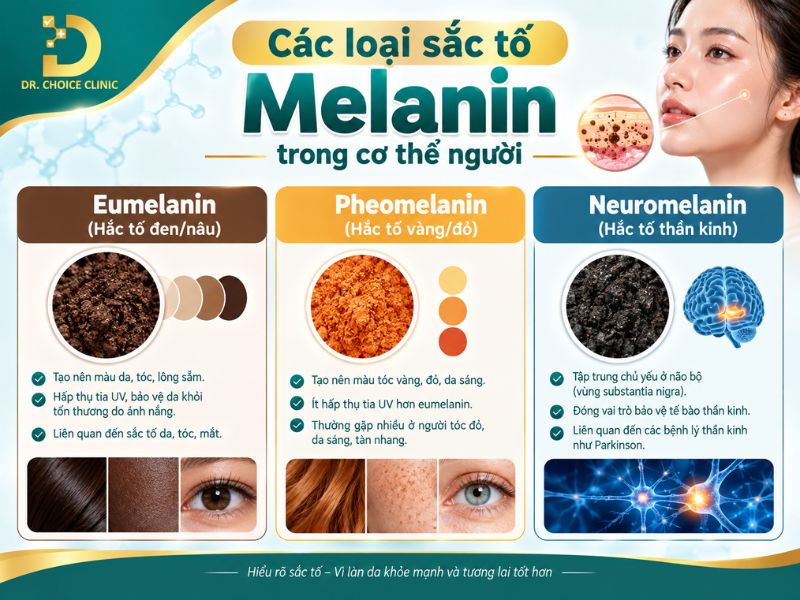 Sắc Tố Melanin: Các Loại, Cơ Chế Hình Thành, Vai Trò & Các Vấn Đề Liên Quan 11 Các loại sắc tố Melanin trong cơ thể người